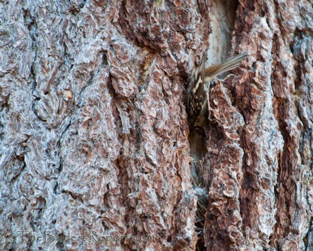 Brown Creeper Adult Feeding Nestling by TheBirdersReport.com is licensed under CC BY-NC-SA 2.0.